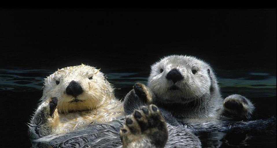 John Warden/Index Stock Imagery/Photolibrary &copy; (Bing Australia)