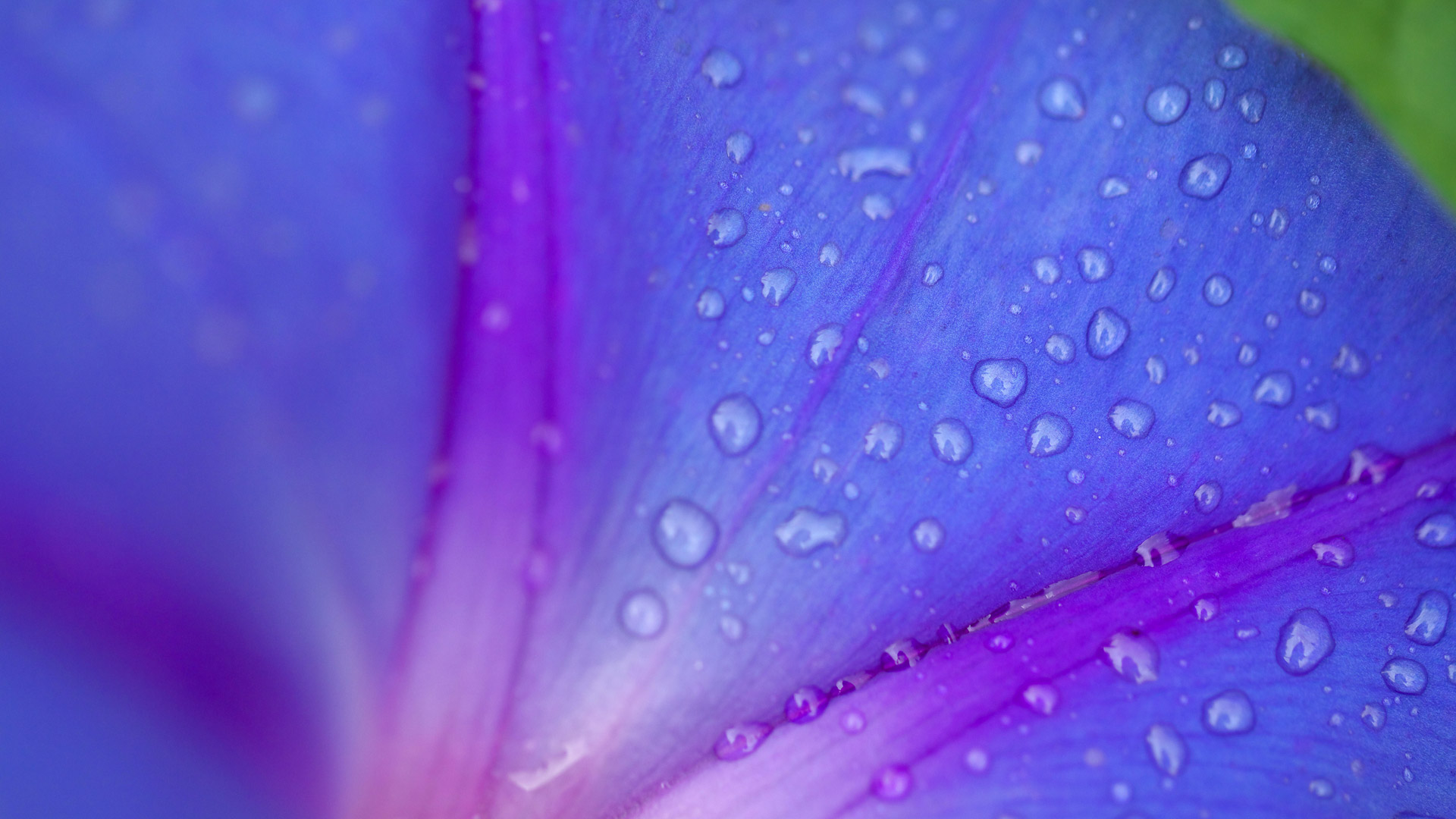 ｢朝顔｣ (© Aflo Co. Ltd./Alamy Stock Photo)(Bing Japan)