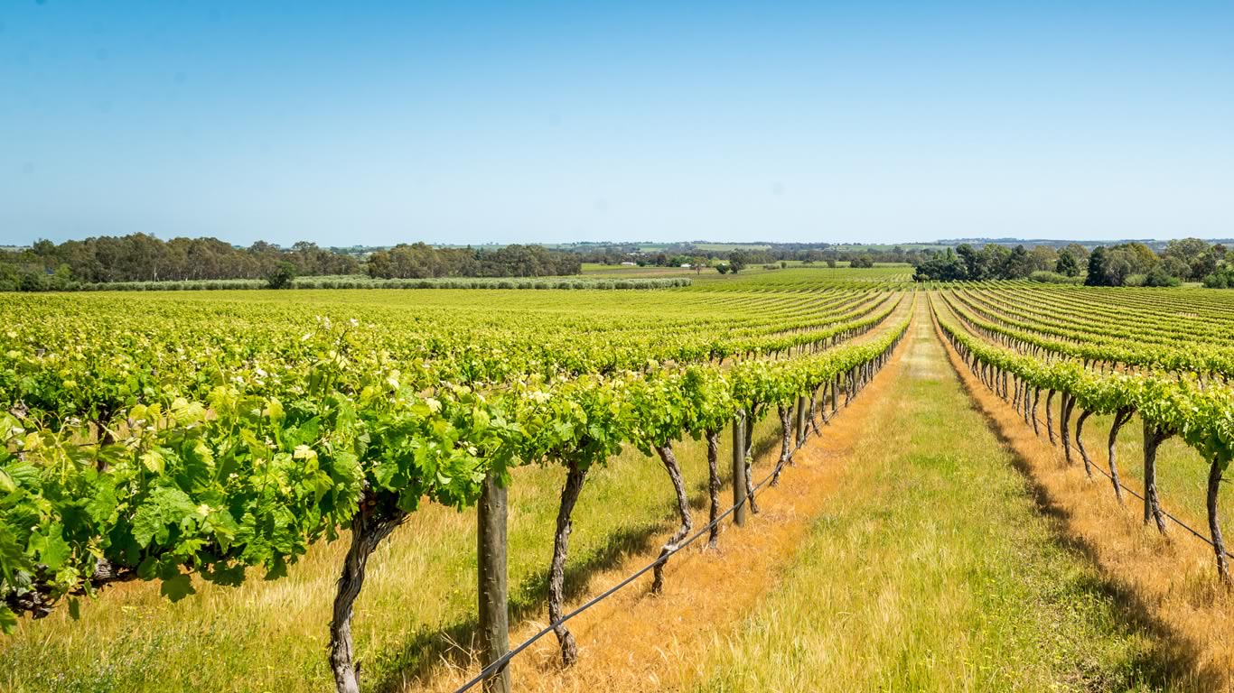 Vineyard in Barossa Valley, South Australia (© Troyana/Getty Images)(Bing Australia)