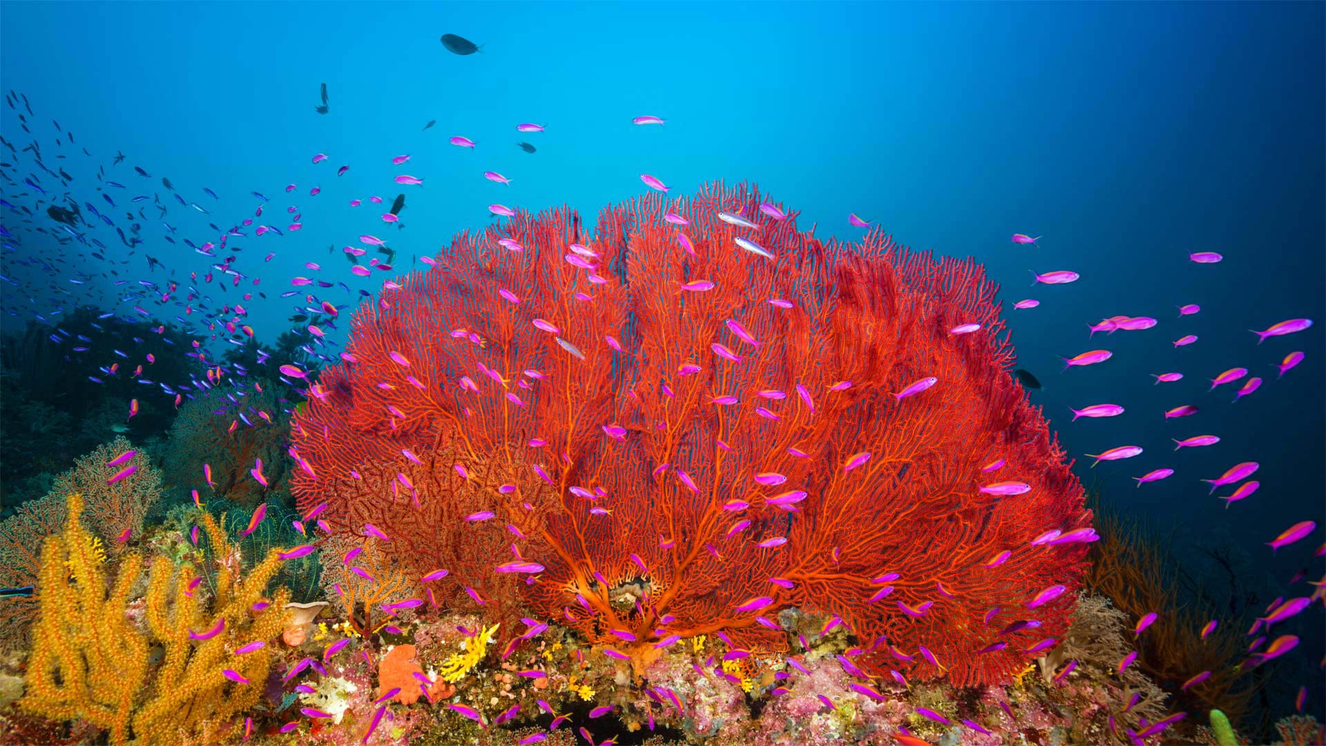 马罗沃泻湖中的珊瑚礁，所罗门群岛 (© WaterFrame/Alamy)(Bing China)