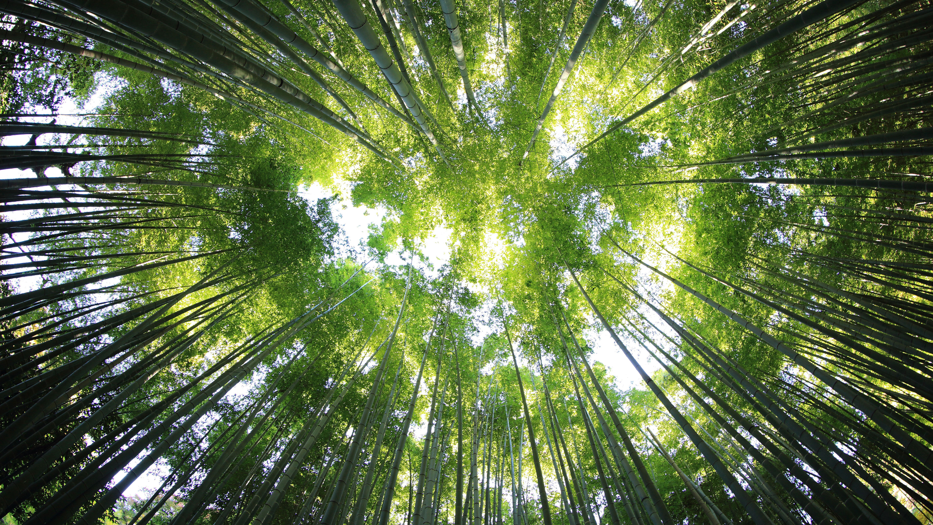 古瓦哈提的竹子，印度阿萨姆邦 (© Page Bazar/500px/Getty Images)(Bing China)