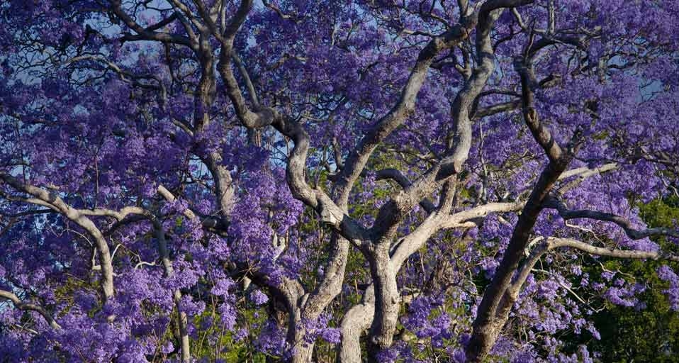 Blooming Jacaranda Trees in New Farm Park, Brisbane, State of Queensland, Australia (© Walter Bibikow/DanitaDelimont.com) &copy; (Bing Australia)