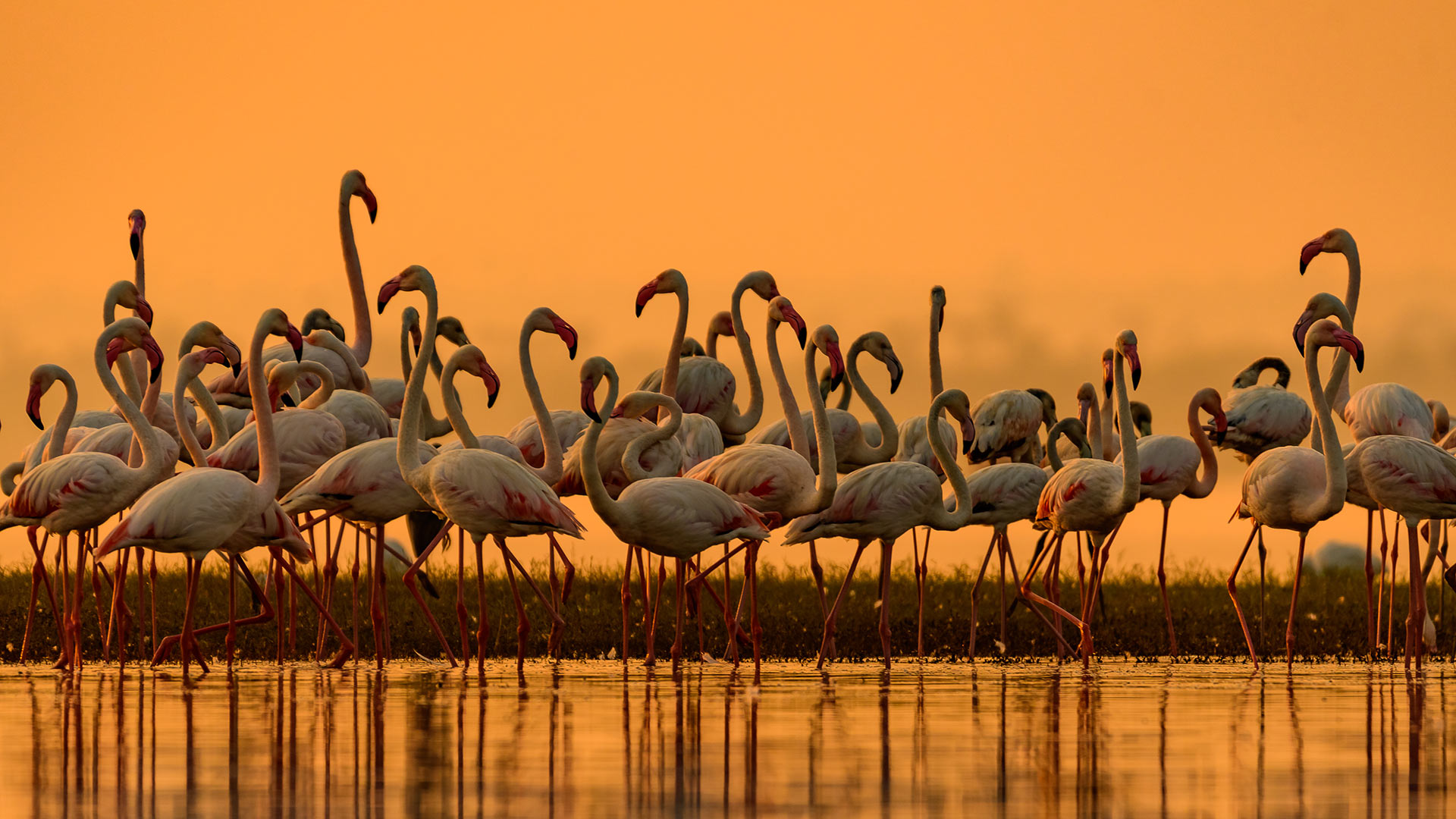 大型火烈鸟迁徙到淡水区，印度 (© Amresh Mishra/500px/Getty Images)(Bing China)