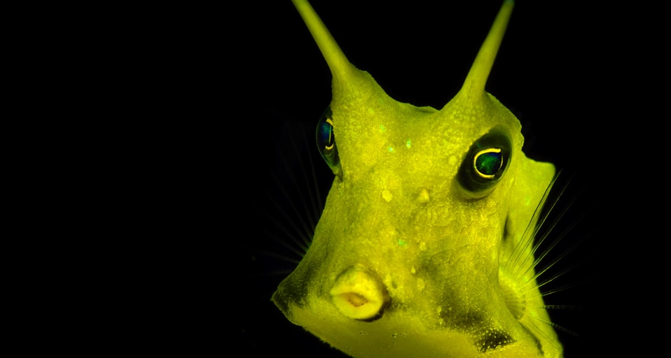 哥斯达黎加海域的“长角牛头鱼” -- Max Gibbs/Photolibrary &copy; (Bing China)