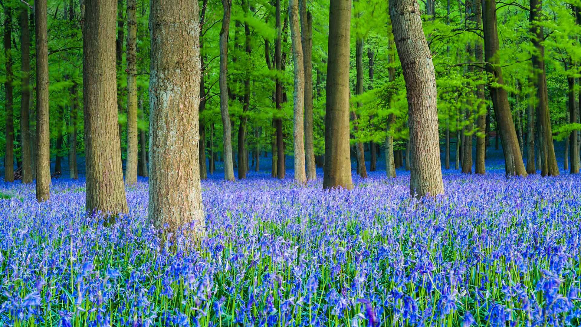 山毛榉树林里的蓝铃花，英国赫特福德郡 (© Dan Tucker/Alamy)(Bing China)