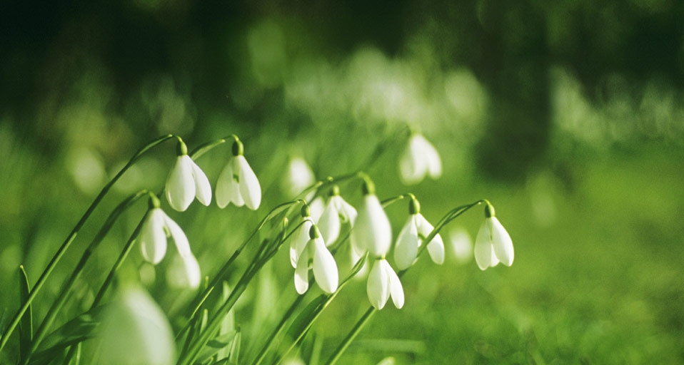 雪花莲 -- CGS com/Flowerphotos Limited/age fotostock &copy; (Bing China)