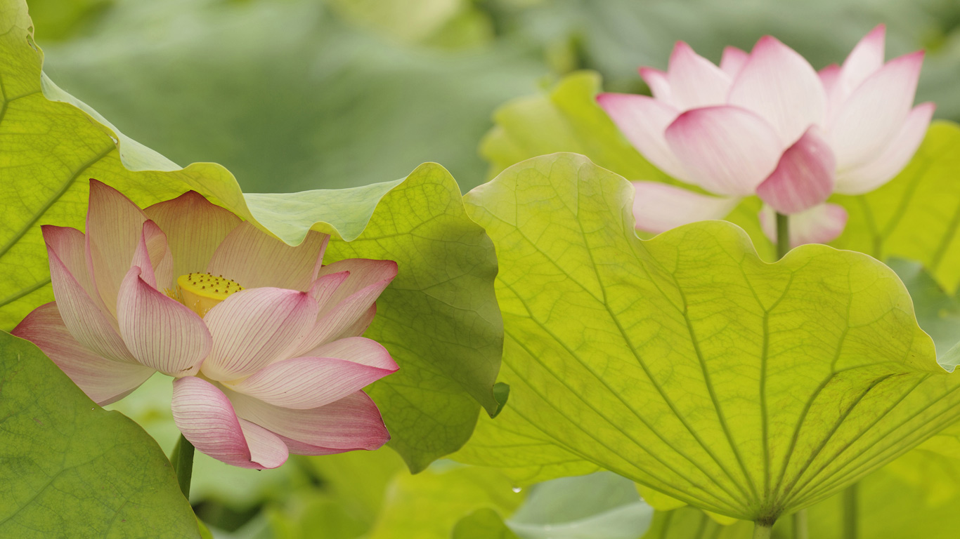 【今日夏至】夏至到，荷花开（© Adam Jones/DanitaDelimont.com -- All rights reserved）(Bing China)