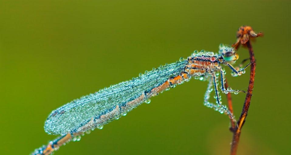 Damselfly with morning dew (© Frank Krahmer/Corbis) &copy; (Bing United States)