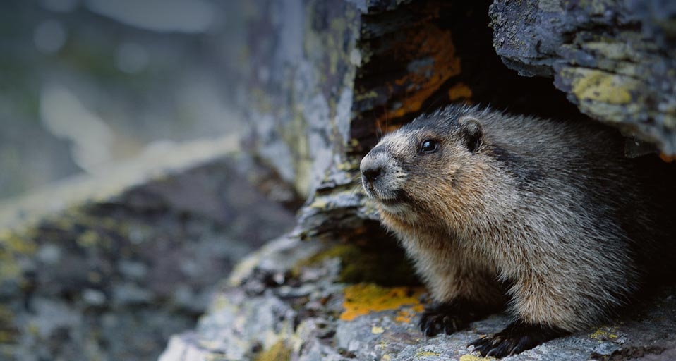 Groundhog – Greg Scott/Masterfile &copy; (Bing United States)