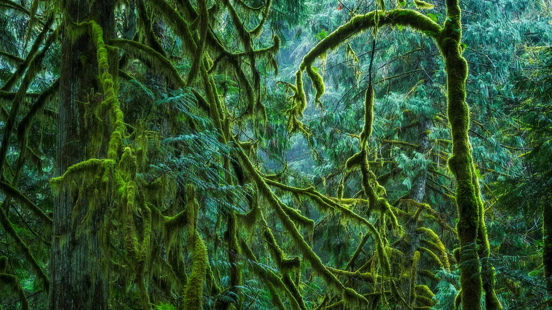 麦克米伦省级公园里的神殿林，加拿大不列颠哥伦比亚省 (© Robert Postma/Shutterstock)(Bing China)