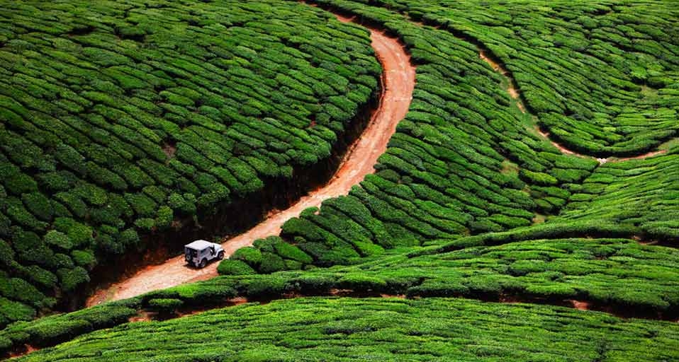 南印度喀拉拉邦的茶场 (© Hugh Sitton/Corbis) &copy; (Bing China)