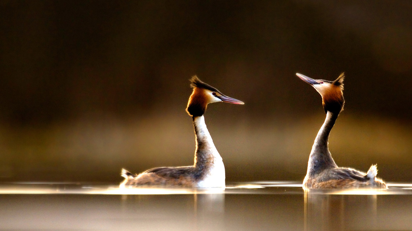 求爱中的一对凤头鸊鷉(pì tī) (© Andrew Parkinson/Nature Picture Library/Corbis)(Bing China)