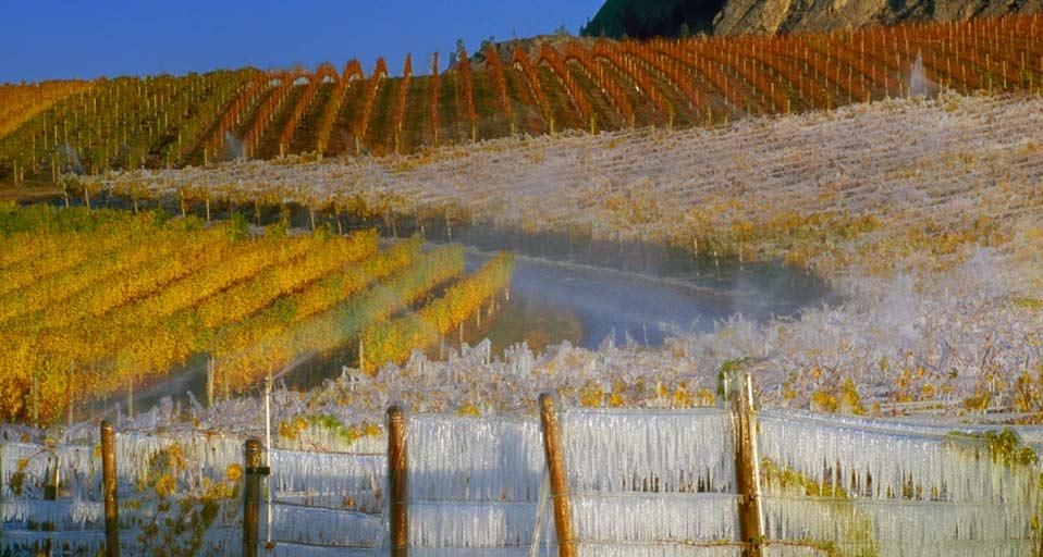 Vineyards covered with icicles for the ice wine harvest, South Okanagan Valley,  British Columbia, Canada (© Gunter Marx/Alamy) &copy; (Bing United States)