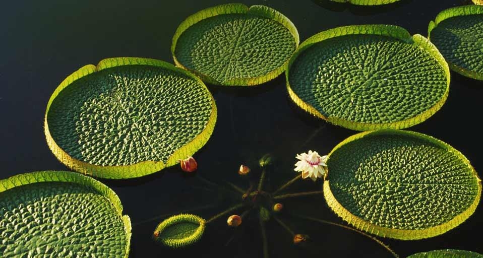 湖面上的王莲莲叶 (© Panorama Media/Getty Images) &copy; (Bing China)