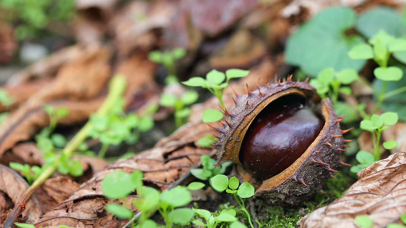 A conker on dry autumn leaves (© Aksenya/Shutterstock)(Bing New Zealand)