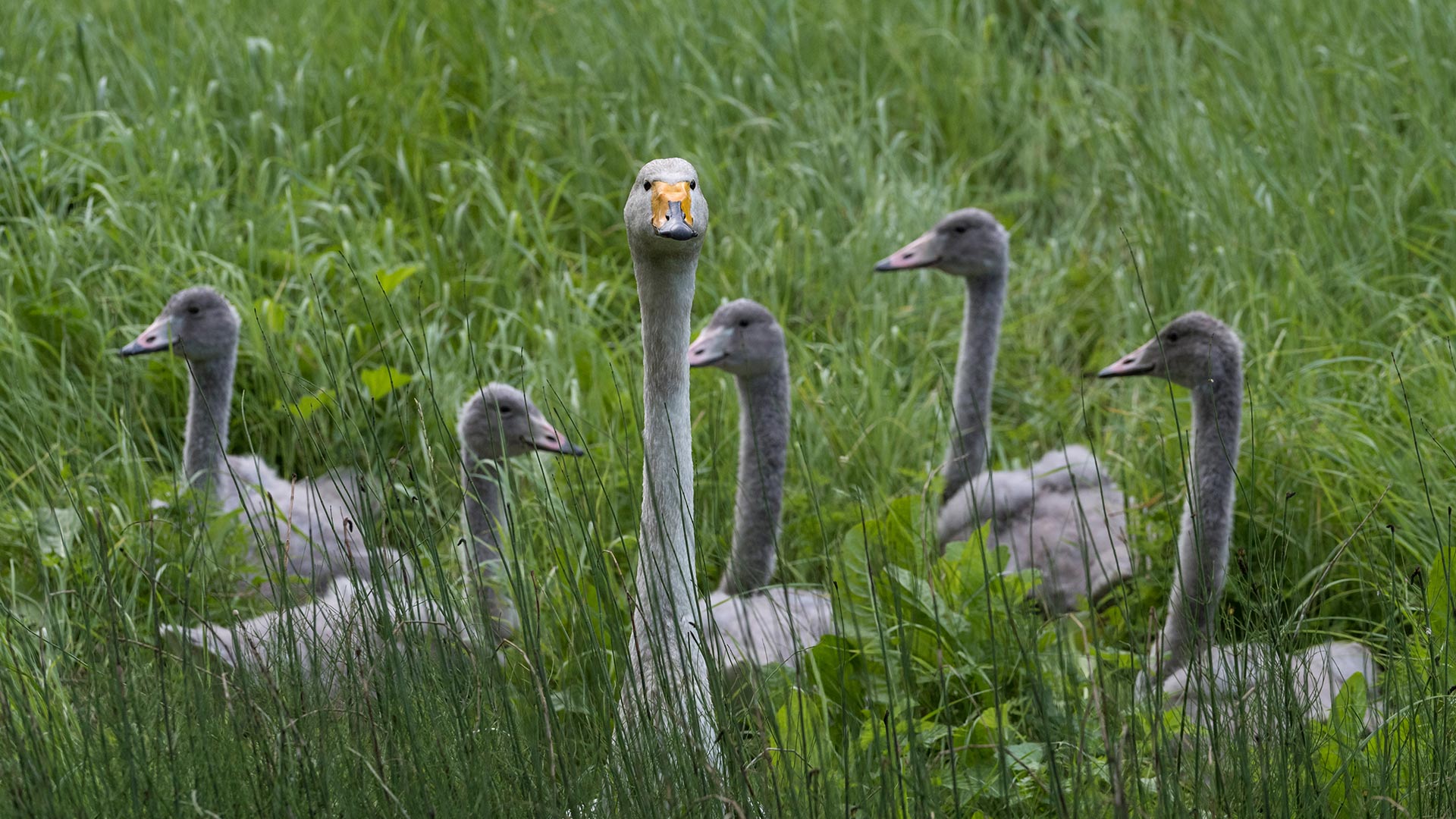 Cygne chanteur avec des petits, Finlande (© Jussi Murtosaari/Minden Pictures)(Bing France)