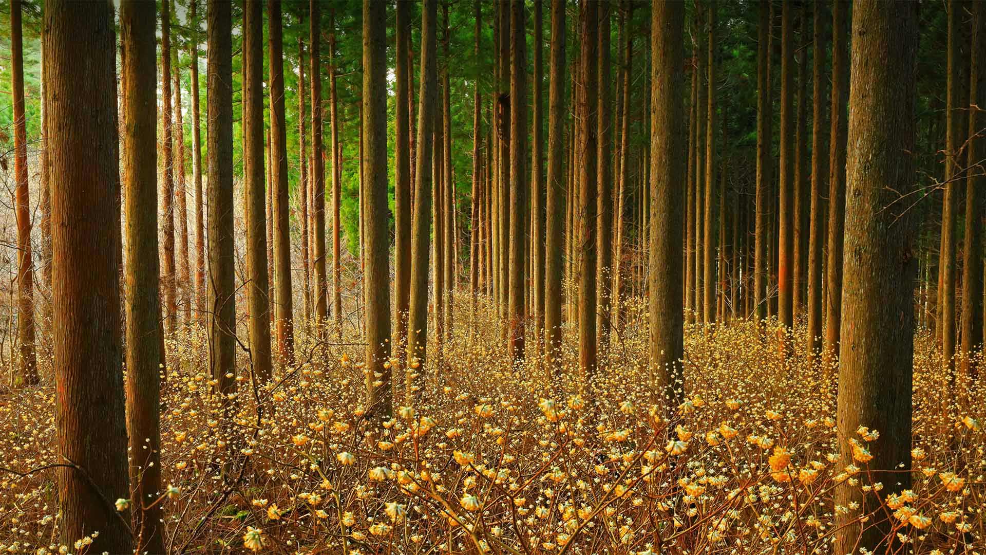森林中的结香花，日本 (© nattya3714/Getty Images)(Bing China)