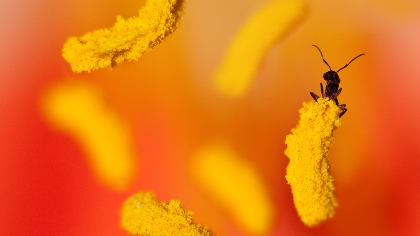 An ant on the anther of a yellow and orange flower in Australia (© Steve Passlow/Flickr/Getty Images)(Bing Australia)