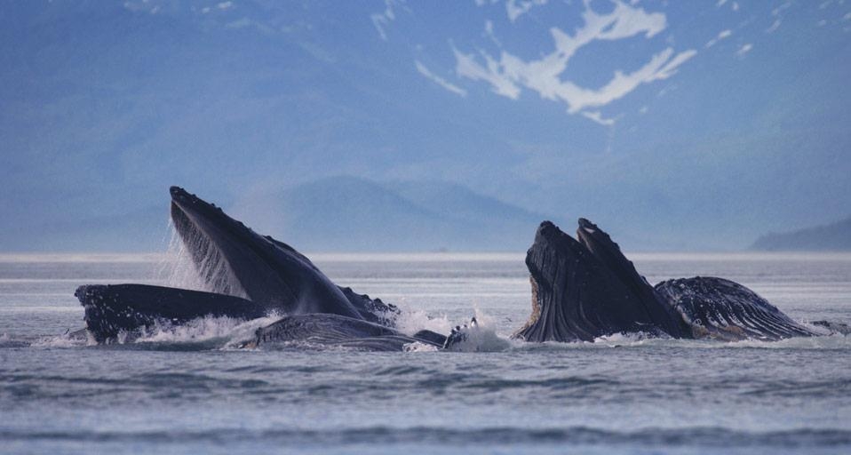 Humpback whales in Lynn Canal, Alaska (© Bernd Römmelt/4Corners) &copy; (Bing United States)