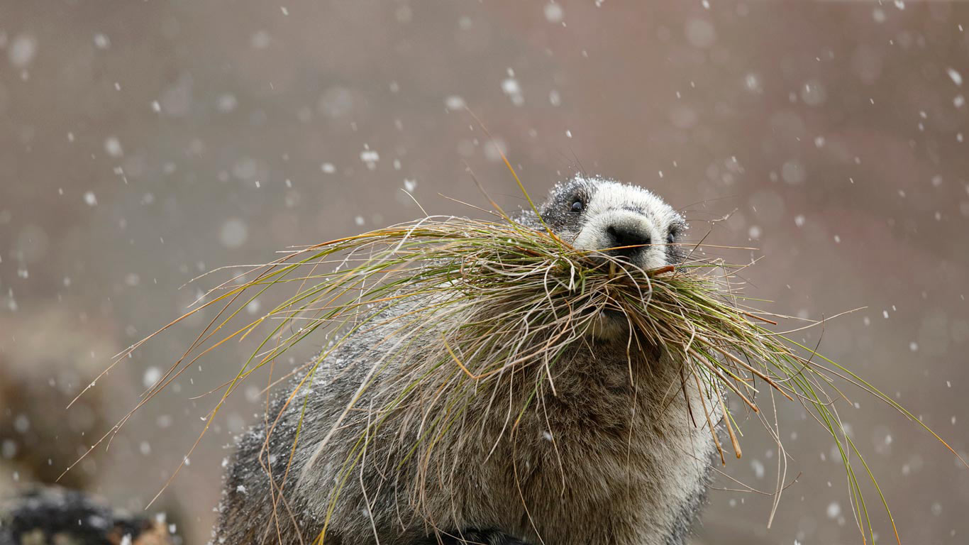 迪纳利国家公园里的一只灰白旱獭，阿拉斯加 (© Perry de Graaf/Minden Pictures)(Bing China)