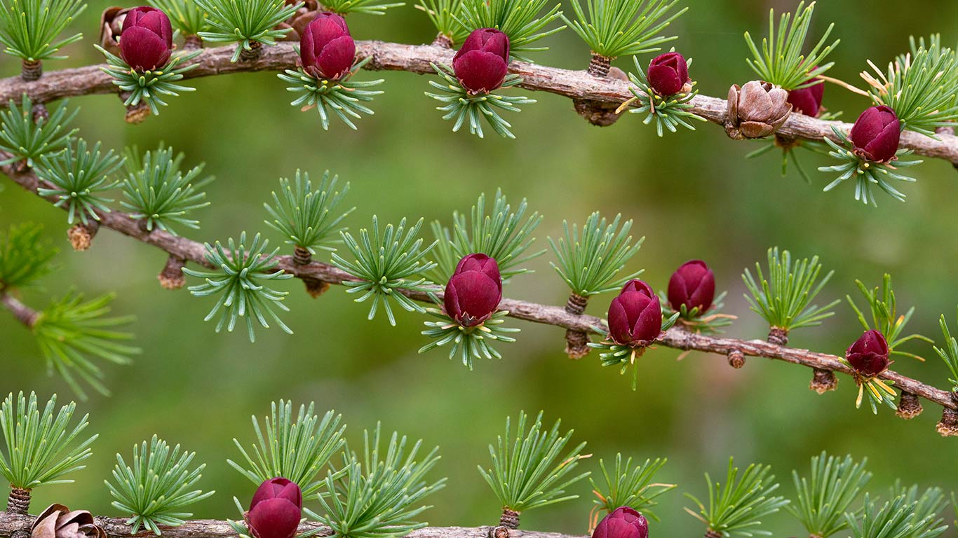 长满球果和花朵的美洲落叶松的树枝，加拿大纽芬兰 (© Bob Gibbons/Science Photo Library)(Bing China)