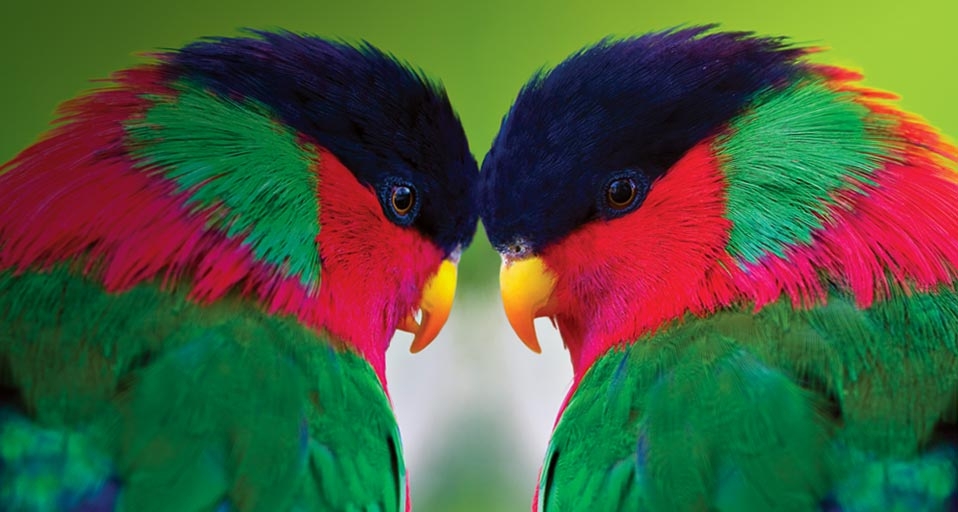 两只绿领吸蜜鹦鹉 (© Gary Vestal/Getty Images) &copy; (Bing China)