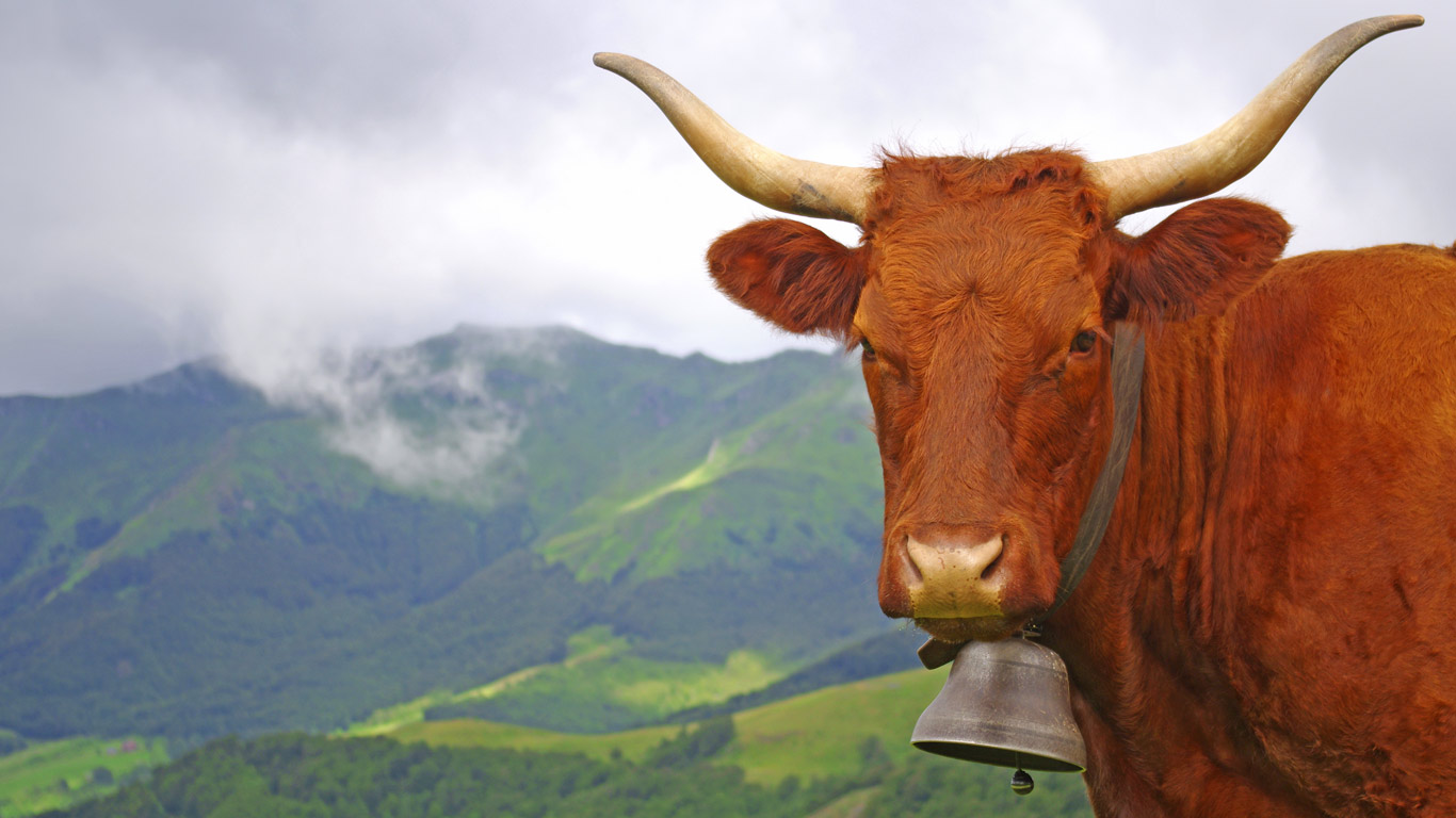 Vache salers dans le Cantal, Auvergne (© Sabin/iStock/Getty Images)(Bing France)
