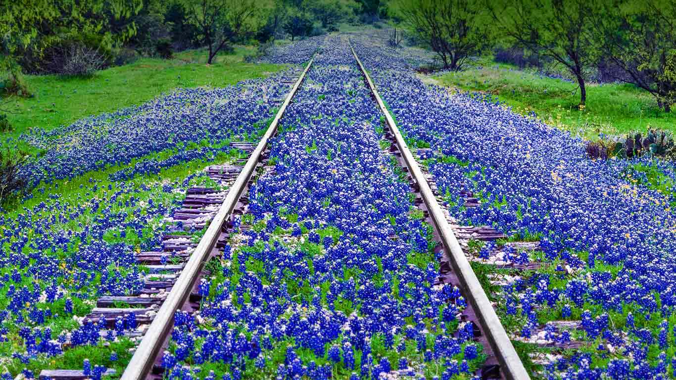 大草原附近的矢车菊野花，美国德克萨斯州 (© dszc/E+/Getty Images)(Bing China)
