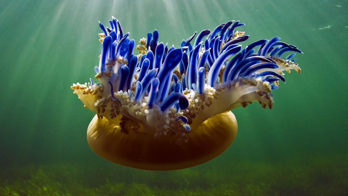 Upside-down jellyfish in Jardines de la Reina National Park, Cuba (© Pete Oxford/Minden Pictures)(Bing Canada)