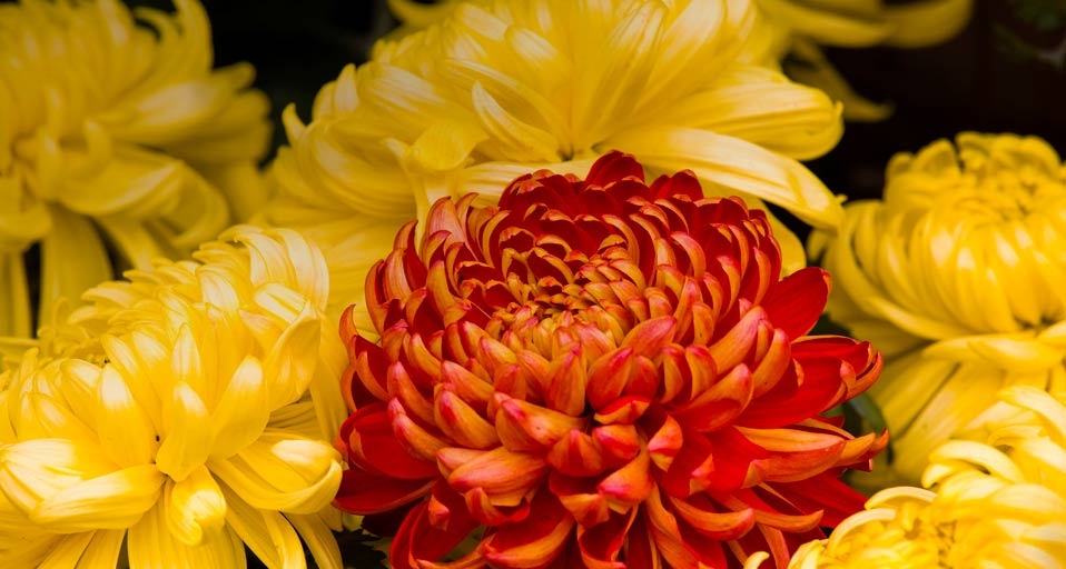 尊老贤度重阳：秋赏“延寿客” -- Best View Stock/age fotostock &copy; (Bing China)