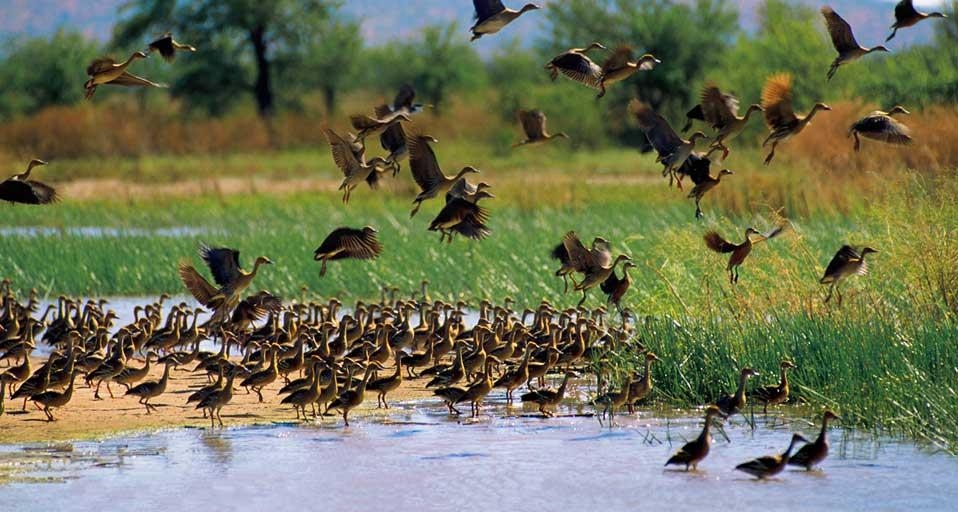 Wandering Whistling Duck (Dendrocygna arcuata) at Parrys Lagoons Nature Reserve, the Kimberley, Western Australia (© Peter Walton Photography/Getty Images) &copy; (Bing Australia)
