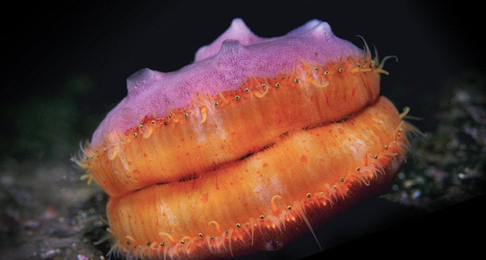 Swimming Pacific pink scallop (© Marty Snyderman/Corbis)(Bing Canada)