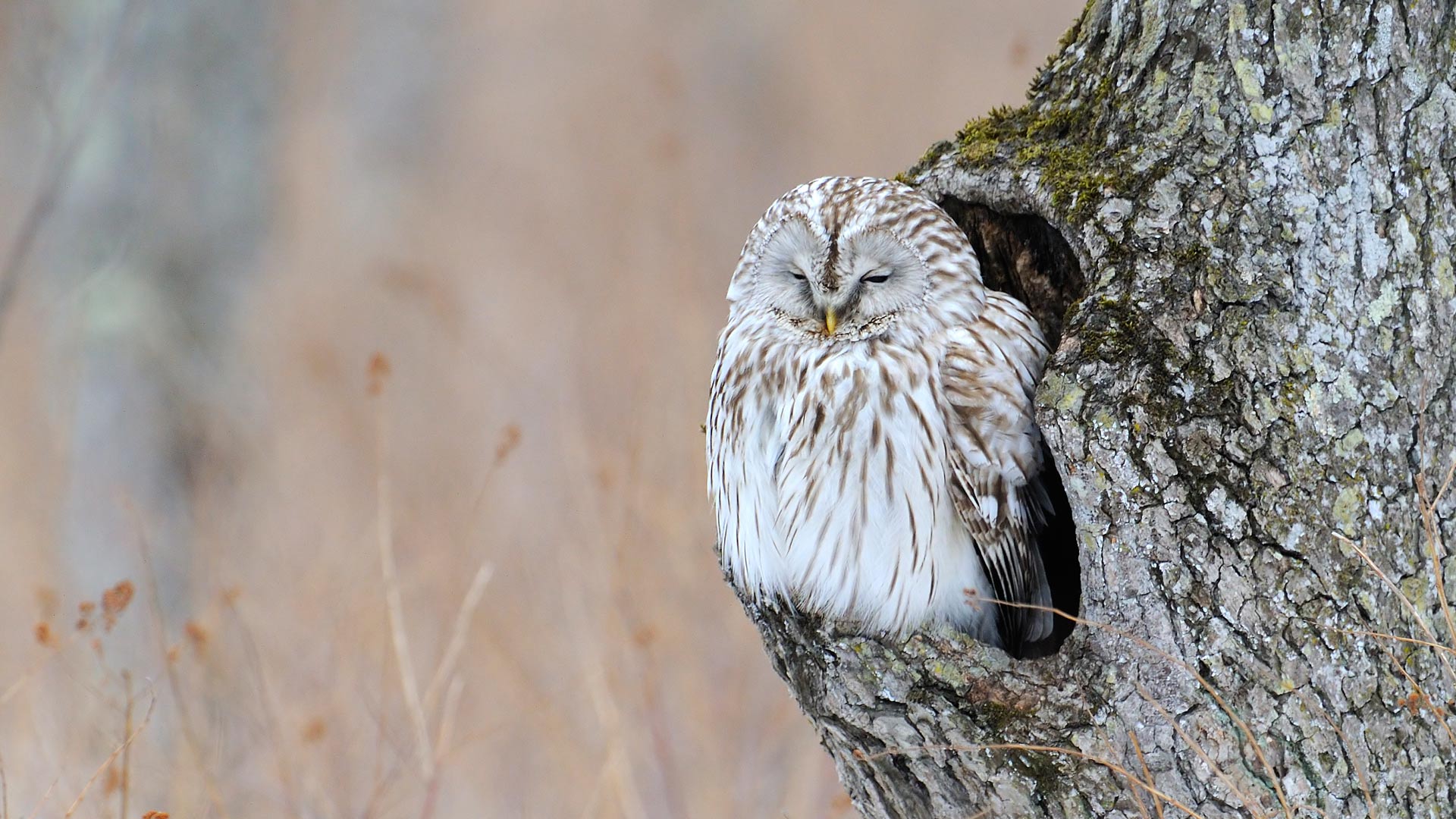 ｢エゾフクロウ｣北海道 (© Philip Friskorn/Minden Pictures)(Bing Japan)