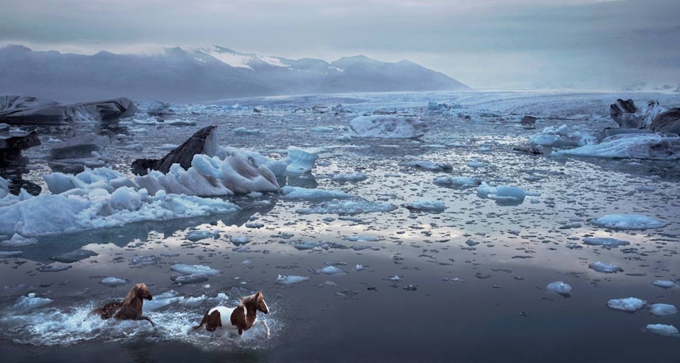 Icelandic horses running through a lagoon in Iceland (© Tim Flach/Getty Images) &copy; (Bing Canada)