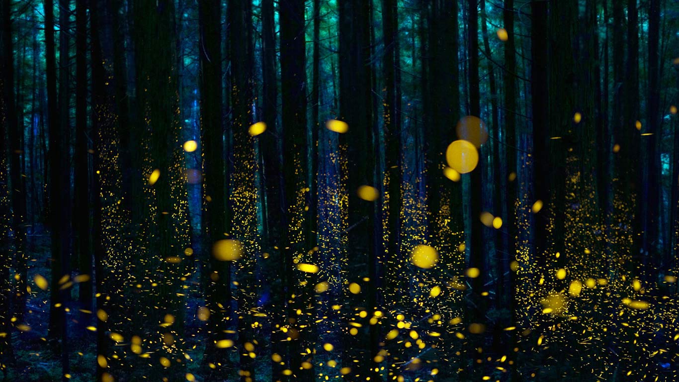 ｢ゲンジボタルの森｣四国 (© Hiroya Minakuchi/Minden Pictures)(Bing Japan)