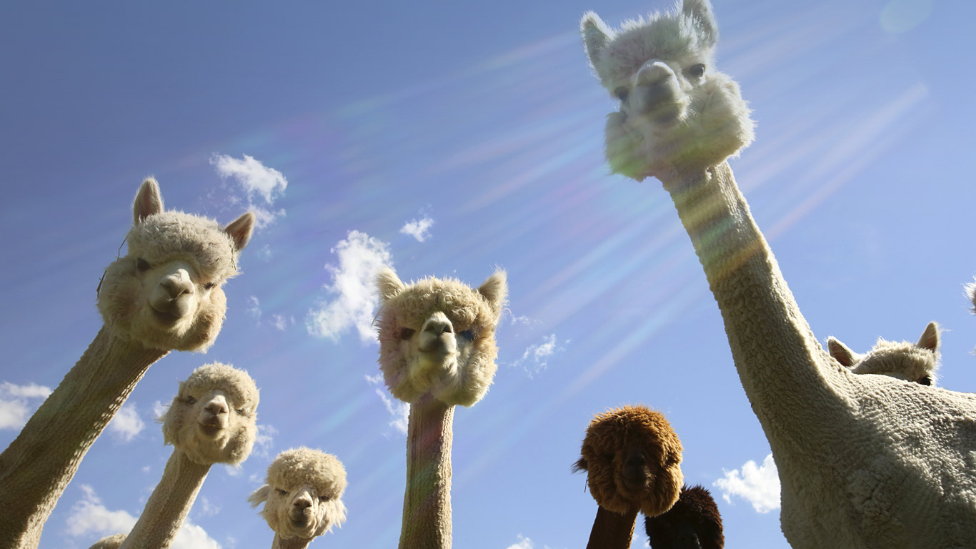 刚剪过毛的羊驼 (© Barbara Gentile/Photolibrary/Getty Images)(Bing China)
