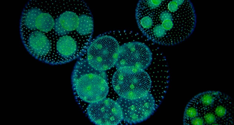 Green Algae (Volvox Aureus) photographed using darkfield magnification technique -- Visuals Unlimited/Corbis &copy; (Bing United States)