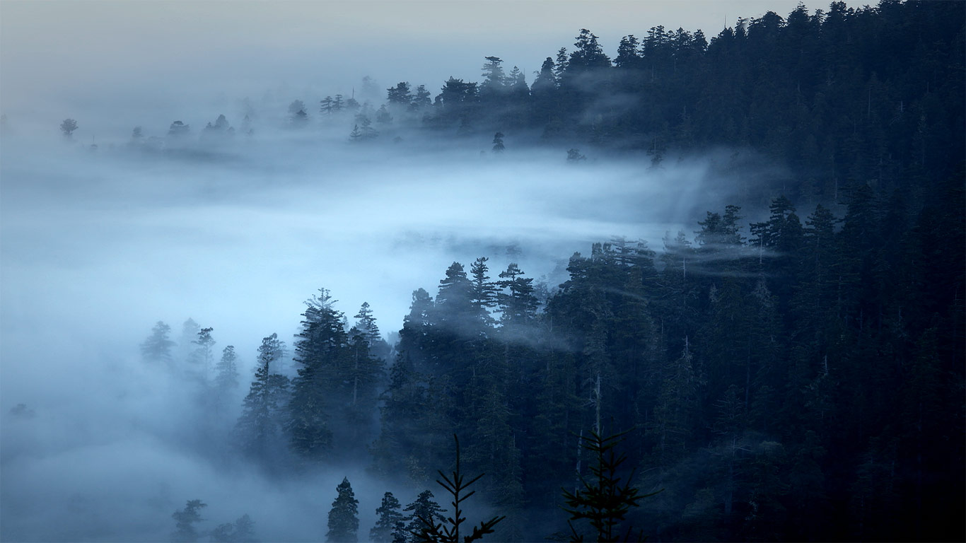 美国加利福尼亚州，红木国家公园及州立公园 (© David Fortney/Corbis Motion)(Bing China)