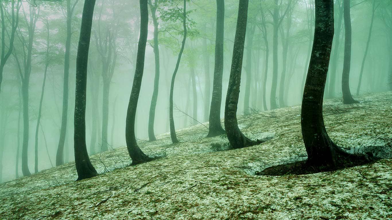 ｢ブナ林｣長野, 飯山市 (© MIXA/Alamy)(Bing Japan)