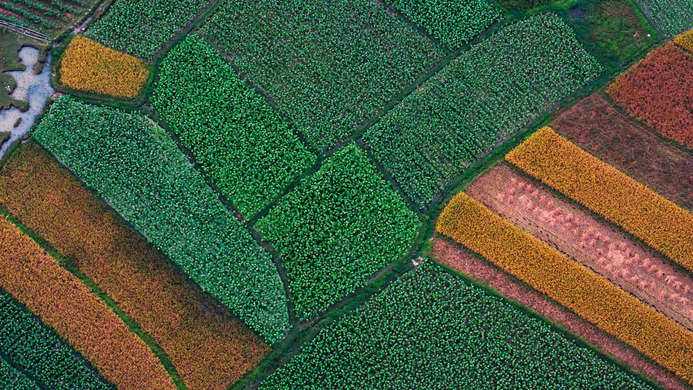 广西桂林，收获前的稻田航拍图 (© imageBROKER/Superstock)(Bing China)