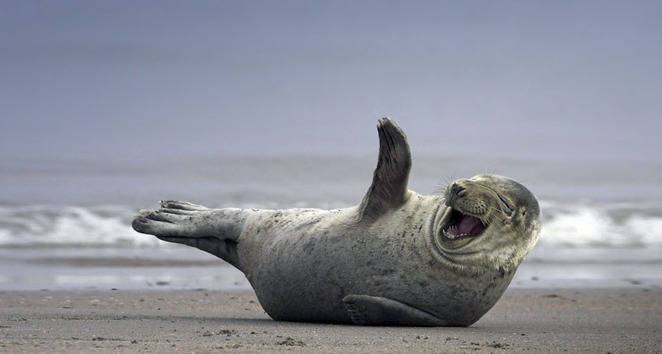 “开怀大笑”的海豹 -- Hinrich Baesemann/Corbis &copy; (Bing China)