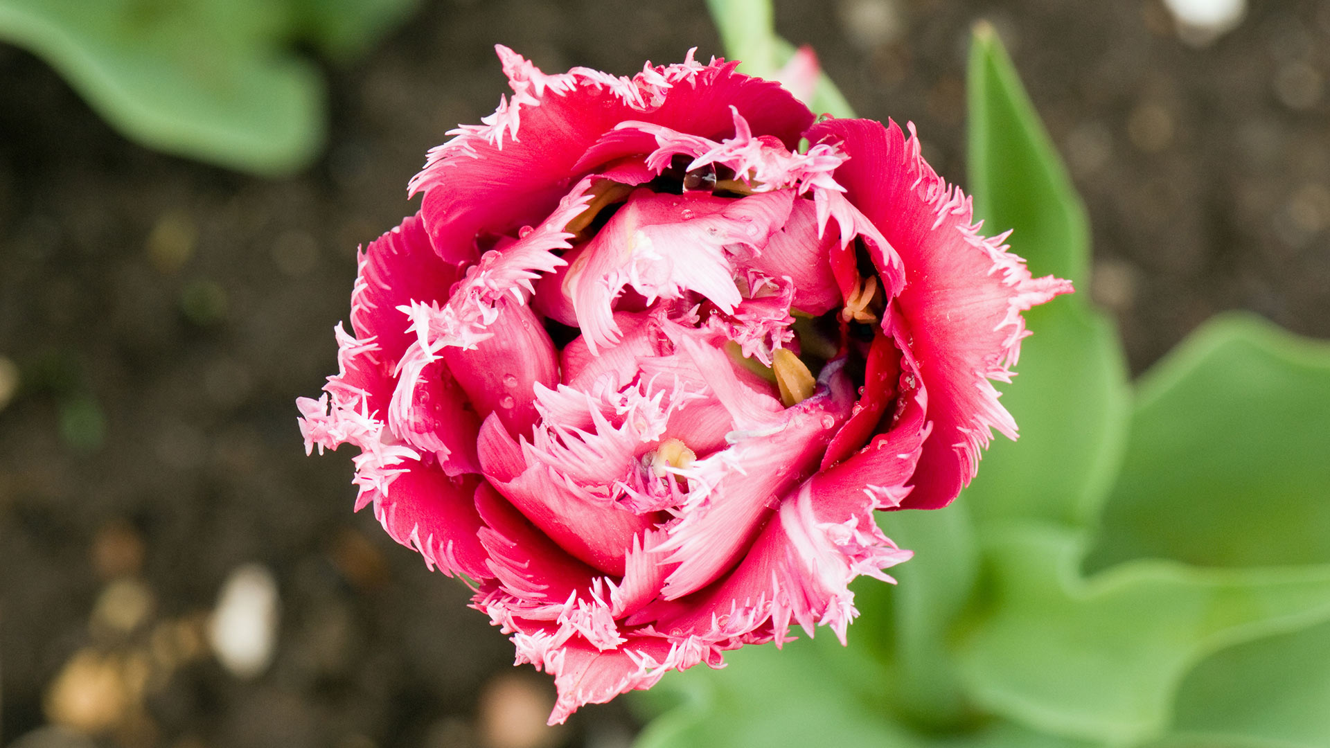 A pink fringed tulip in Ottawa (© colimachon/Getty Images)(Bing Canada)