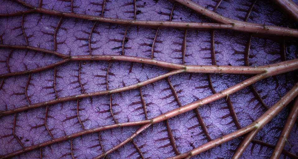 Detail of the underside of a giant Amazon water lily, Amazonas State, Brazil (© PhotoLink/Getty Images) &copy; (Bing Canada)