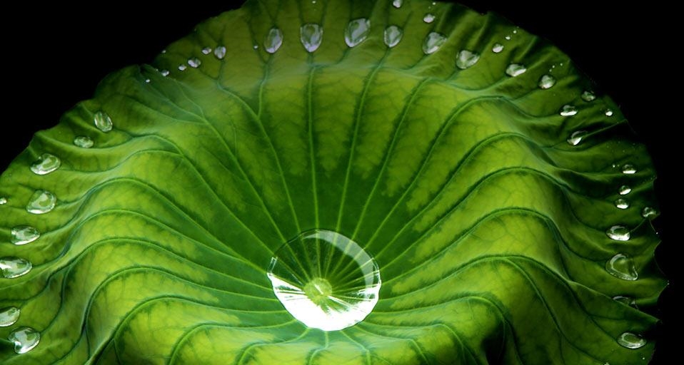 荷叶 (© Lan Yin/photo contest) &copy; (Bing China)