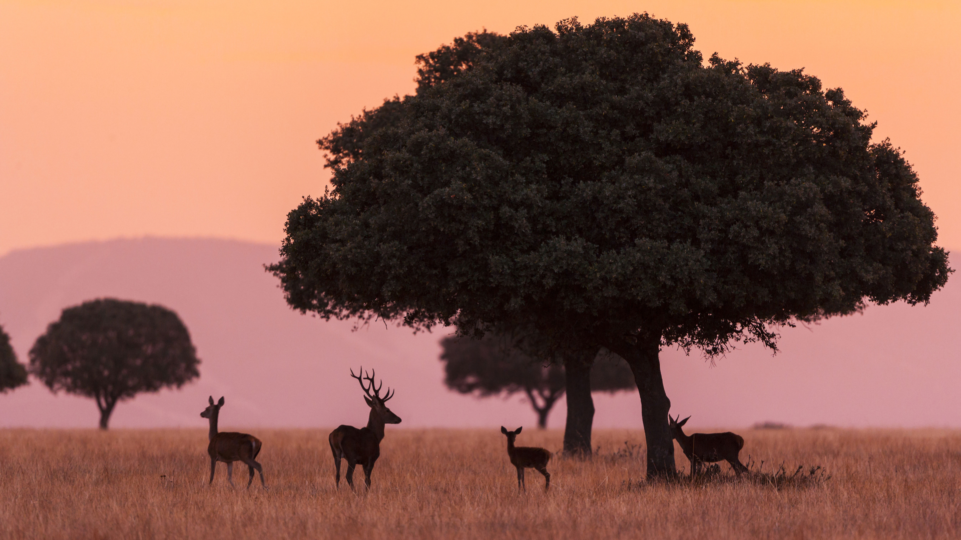 Pequeño grupo de ciervos, Parque Nacional de Cabaeros, Castilla la Mancha, España (© Juan Carlos Muñoz, Minden)(Bing España)