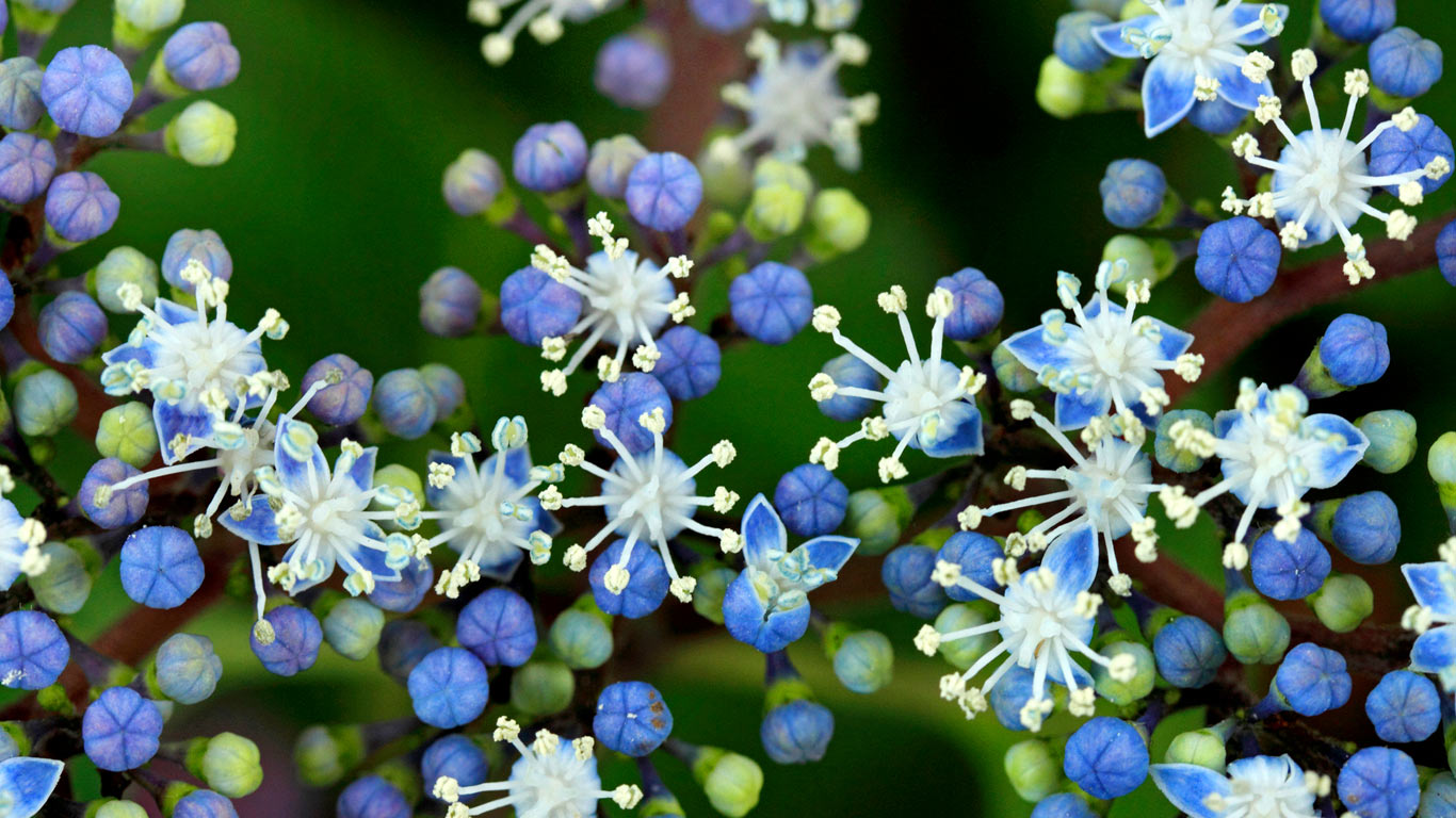 ｢コアジサイ｣ (© Tetsuya Tanooka/AFLO/age fotostock)(Bing Japan)
