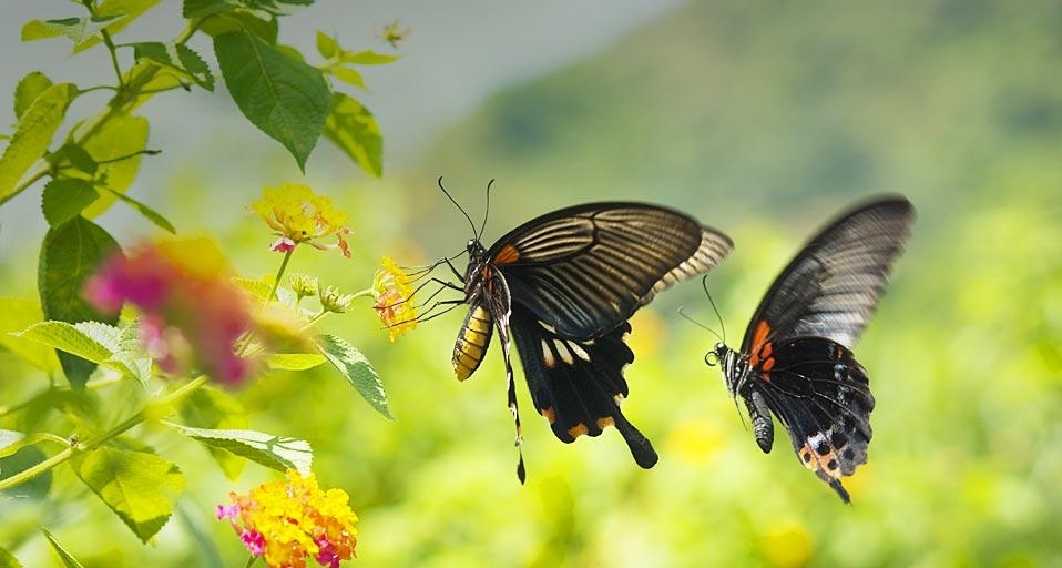 飞行中的凤蝶 (© Lawren/Flickr/Getty Images) &copy; (Bing China)