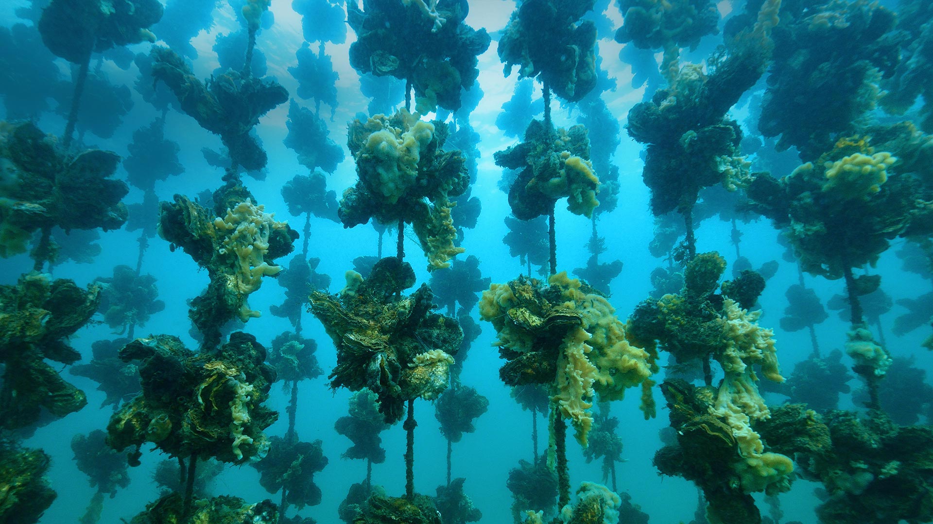 Notojima岛附近的牡蛎养殖场，日本石川县 (© divedog/Shutterstock)(Bing China)