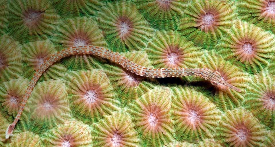 Orange-spotted pipefish in the Lembeh Strait of Sulawesi, Indonesia (© Daniela Dirscherl/Getty Images) &copy; (Bing Canada)