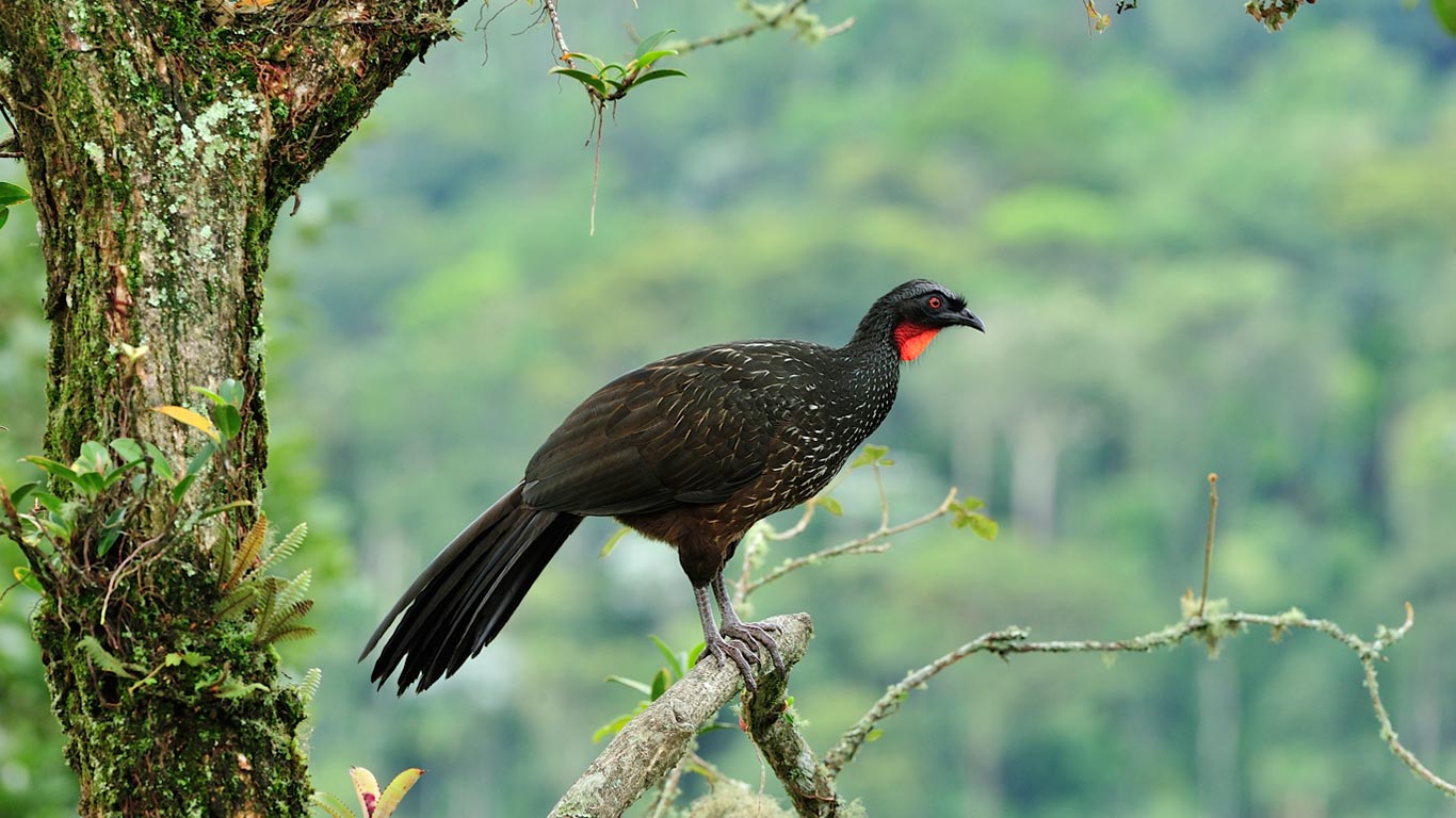 Dusky-legged guan (Penelope obscura) in the Atlantic Forest, Itatiaia National Park, Rio de Janeiro State, Brazil (© Luiz Claudio Marigo/NPL/Minden Pictures)(Bing New Zealand)